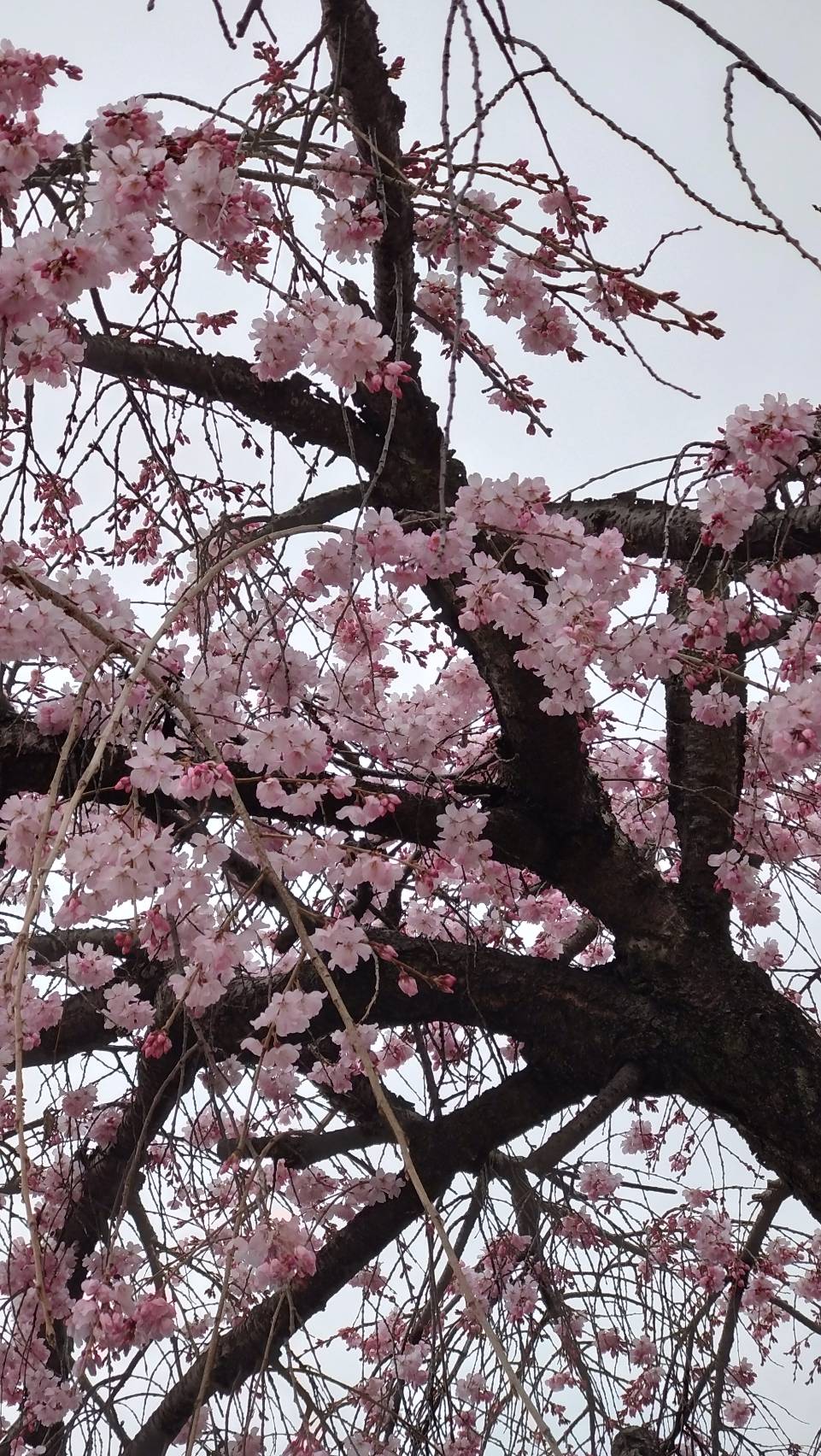 桜3