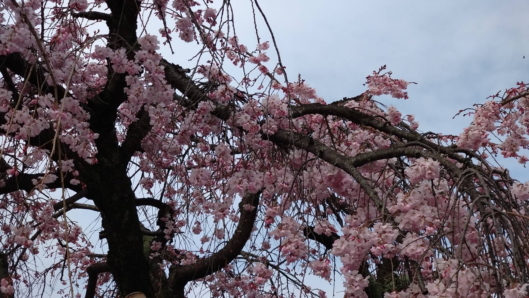 桜4