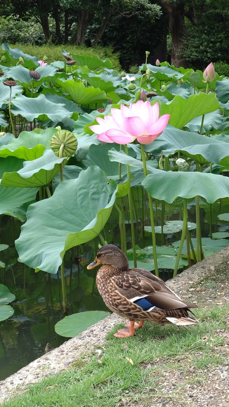 骨董市289